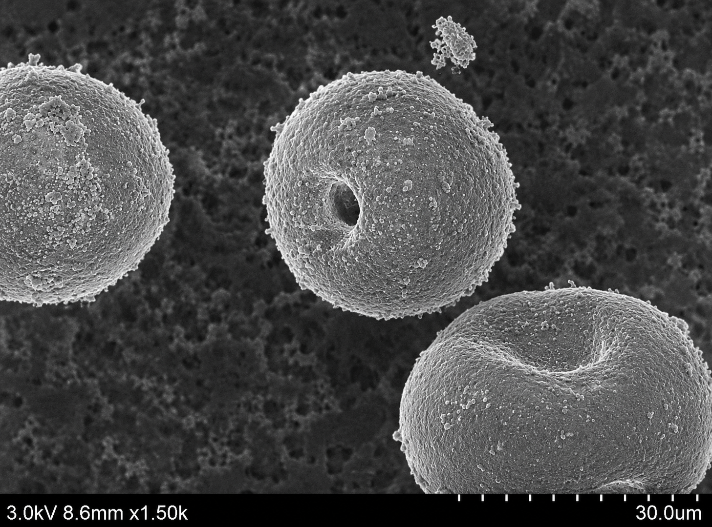 Scanning electron microscope image of ACS Material TS-1 (Type B) titanosilicate molecular sieve crystals
